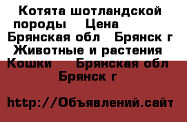 Котята шотландской породы. › Цена ­ 3 000 - Брянская обл., Брянск г. Животные и растения » Кошки   . Брянская обл.,Брянск г.